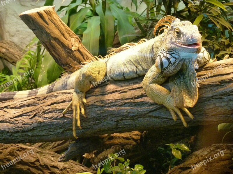 Iguana Zoo Reptile Jungle Dragon