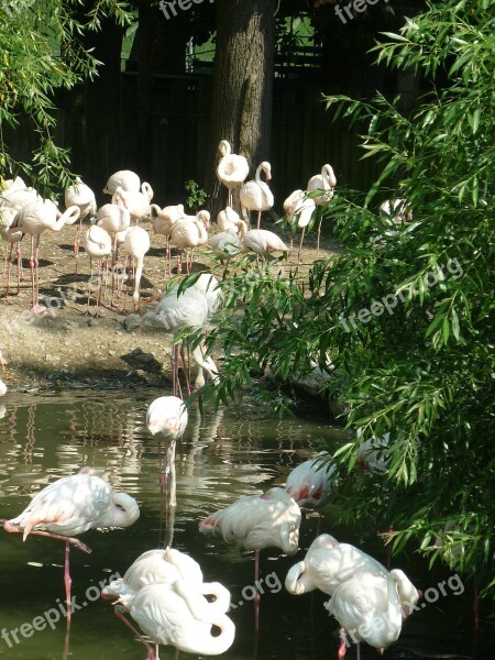 Flamingo Zoo Pink Flamingo Flamingos Exotic