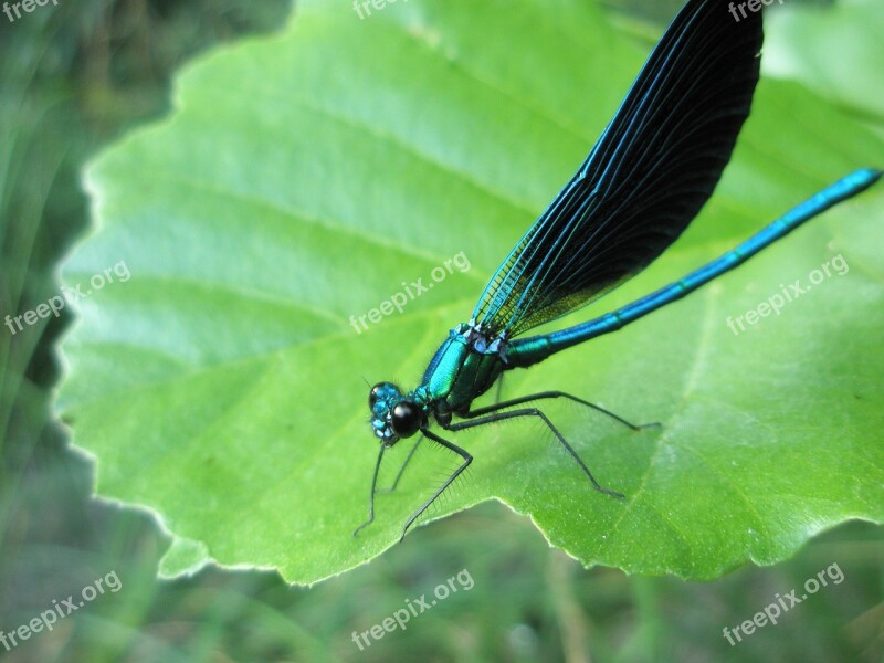 Dragonfly Insects Animals Nature Free Photos