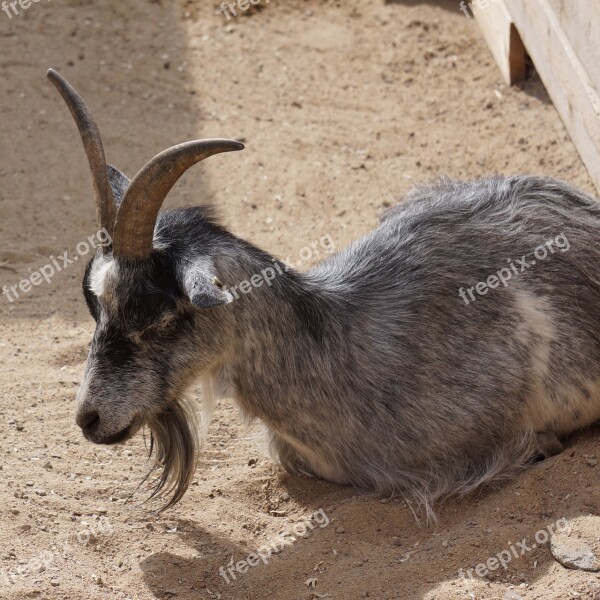 Goat Domestic Goat Capra Hircus Aegagrus Free Photos