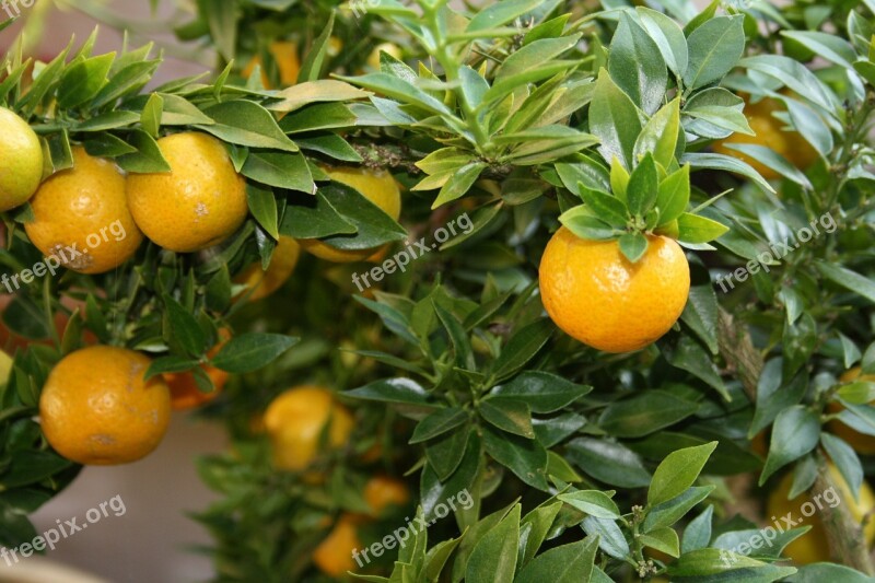 Citrus Citrus Fruit Fruits Tree Free Photos