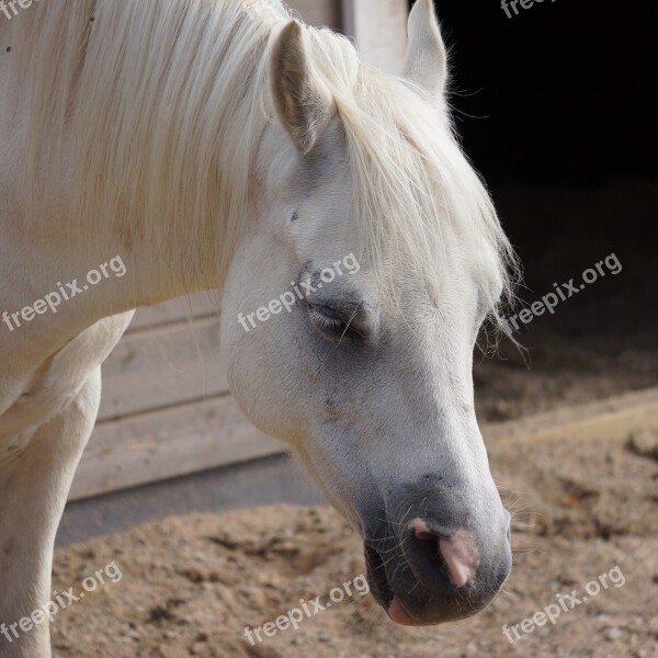 Horse Domestic Animal Animal Free Photos