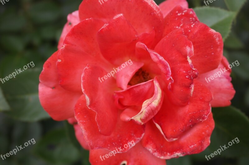 Rose Red Rose Color Flower Love