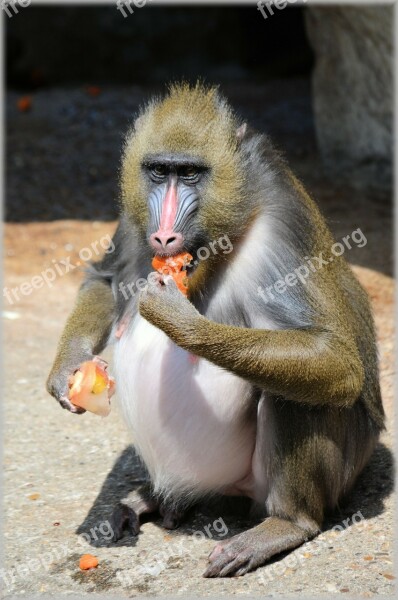 Monkey Monkeys Fruit Delicacy Business