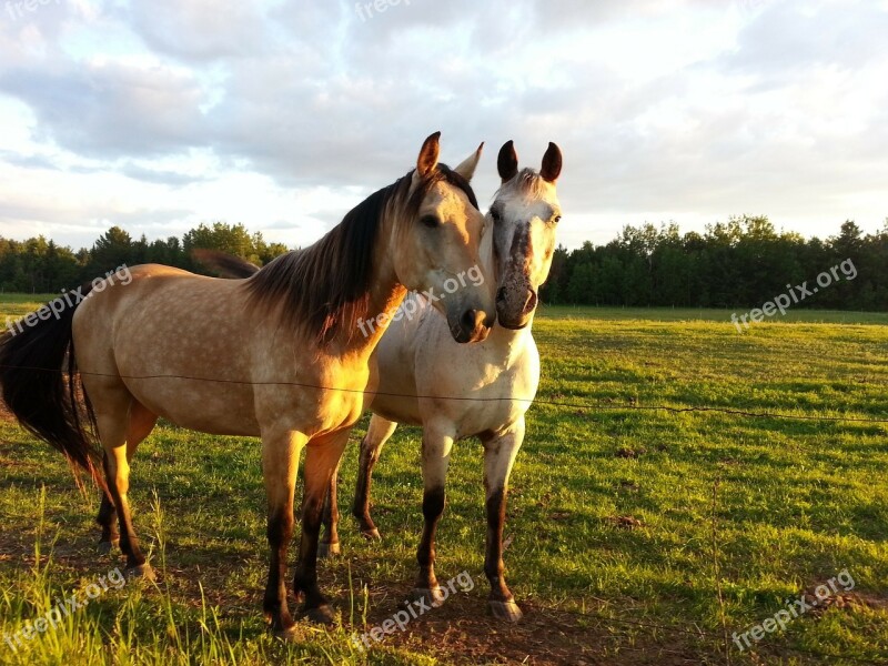 Horse Horseback Riding Animal Friendship