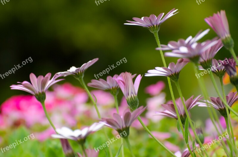 Flowers Flower Plants Nature Macro