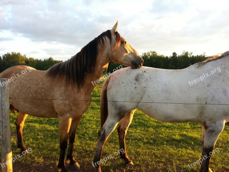 Horse Horseback Riding Animal Friendship