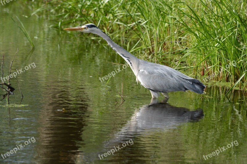 Heron Waterfowl Bird Fish Fishing