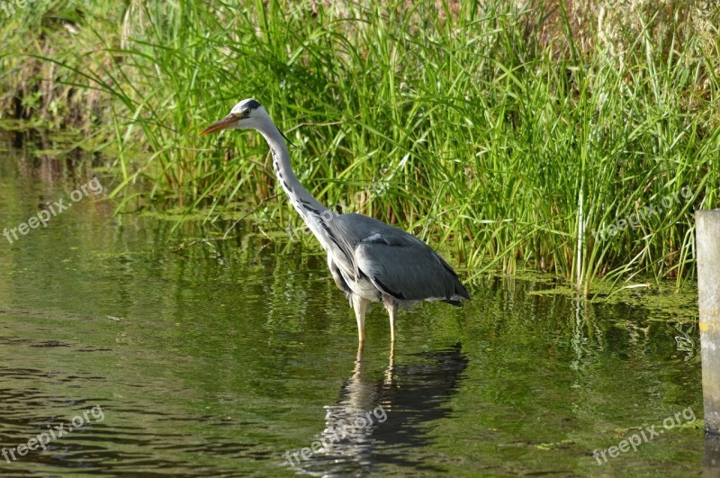 Heron Waterfowl Bird Fish Fishing