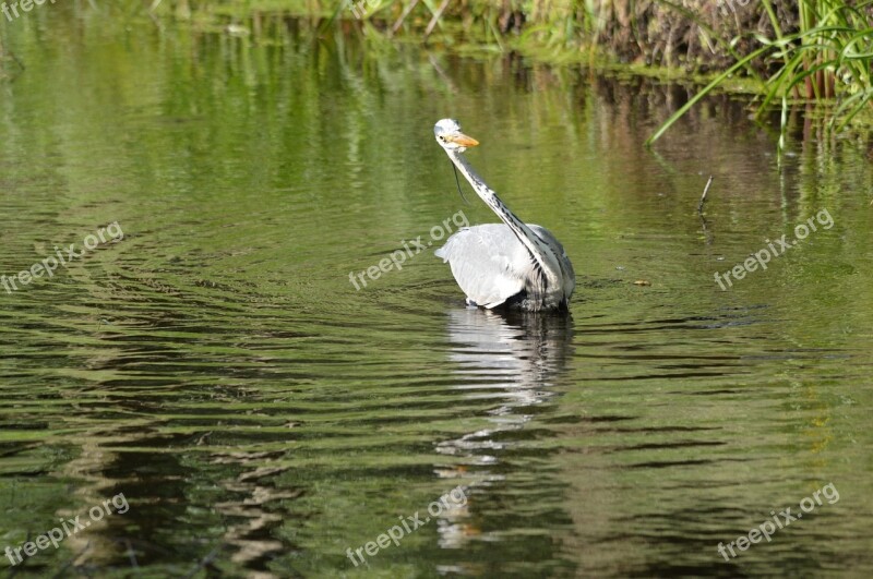 Heron Waterfowl Bird Fish Fishing