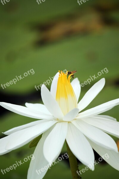 Lotus Flower White Blossom Petal