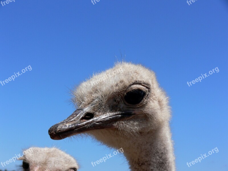 Ostrich Eyes Big Yes Eyelashes Neck