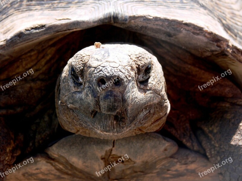 Tortoise Reptile Head Close-up Old