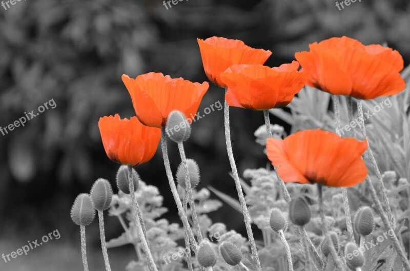 Field Flower Fog Meadow Red