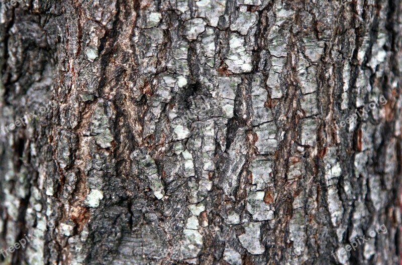 Background Bark Wood Brown Gray