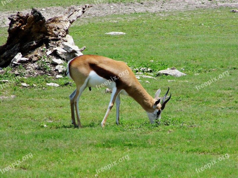 Kansas City Zoo Zoo Animals Wildlife Nature