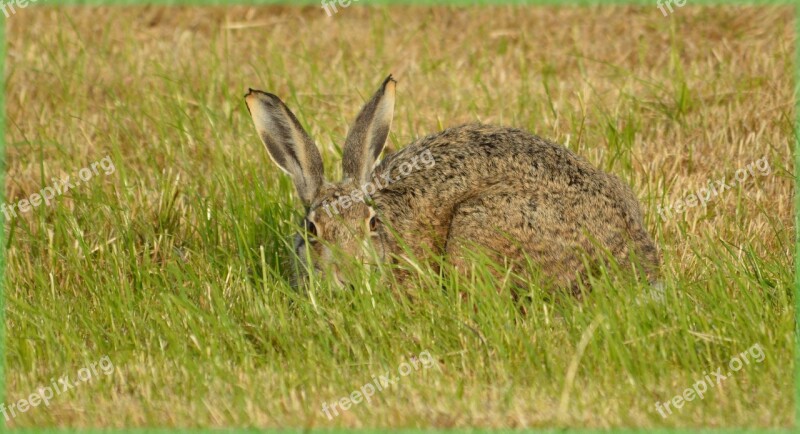 Rabbit Hare Field Meadow Nature