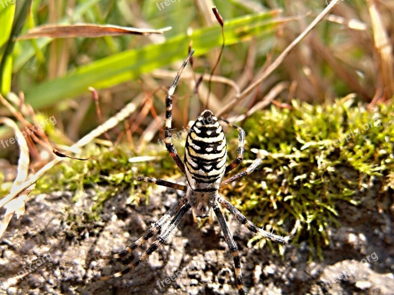 Spider Crusader Striped Male Grass