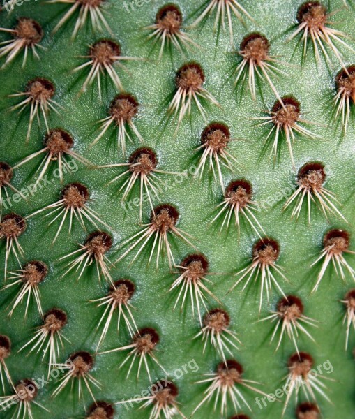 Cactus Plant Green Nature Spikes