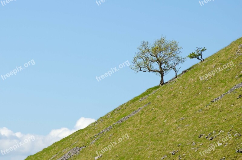 Tree Trees Branch Branches Sky