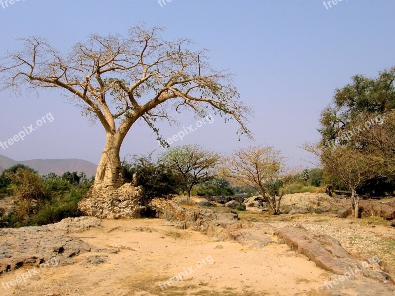 Tree Trees Desert Namibia Namibian Desert