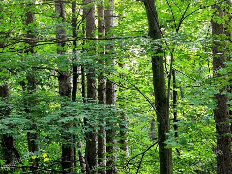 Tree Trees Tree Trunk Line Tall