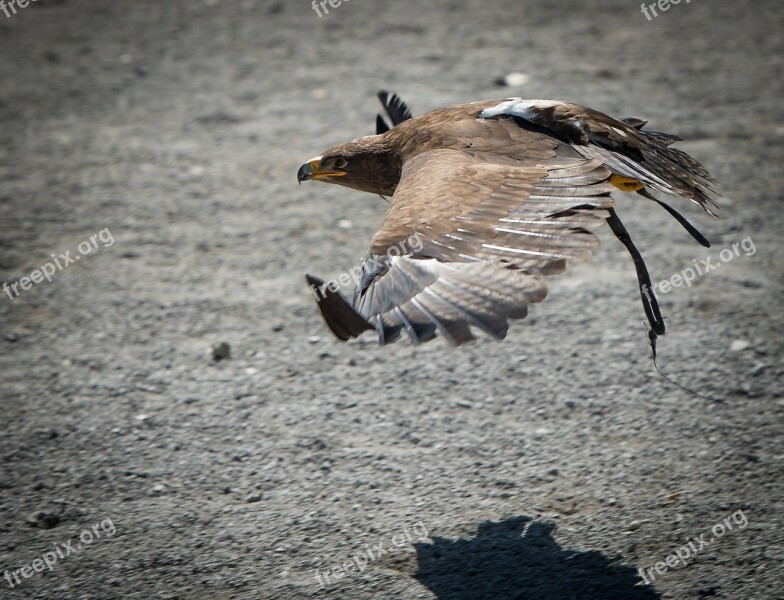 Eagle Portrait Brown Bird Bird Of Prey