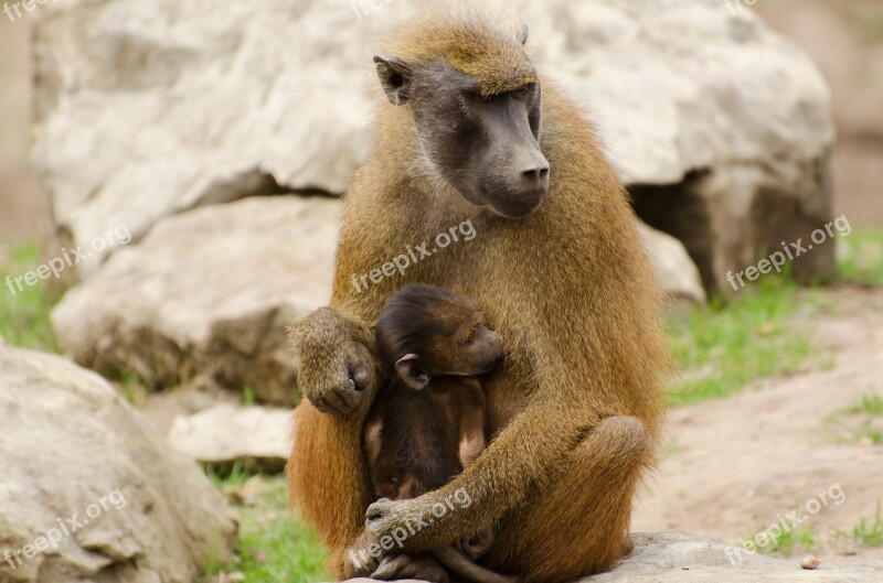 Animals Baboons Brown Close-up Couple