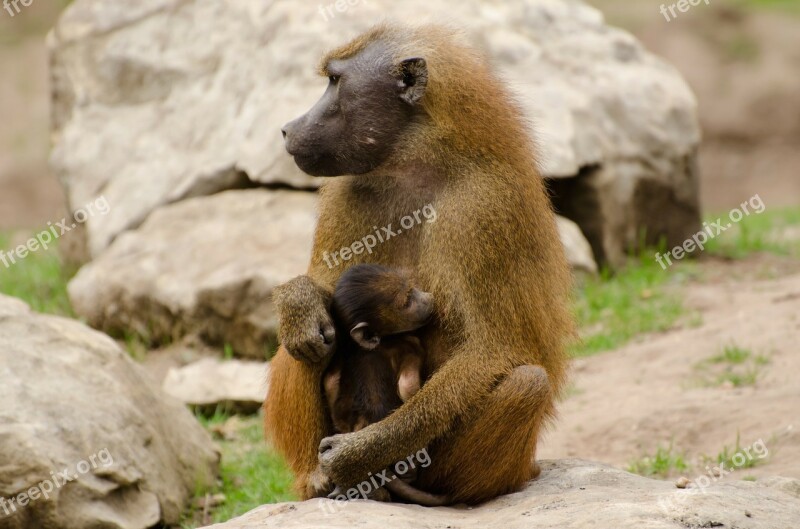 Animals Baboons Brown Close-up Couple