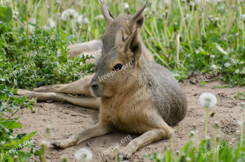 Close-up Gorgeous Muzzle Mammal Spring