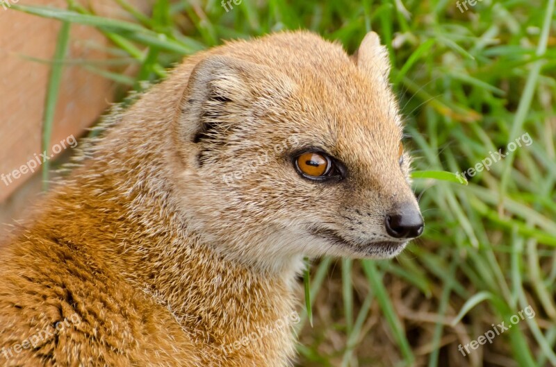 Yellow Hairy Natural Mammal Curious