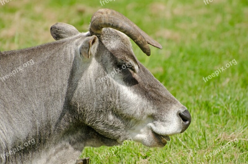 Zebu Brazil Cow Destruction Grazing