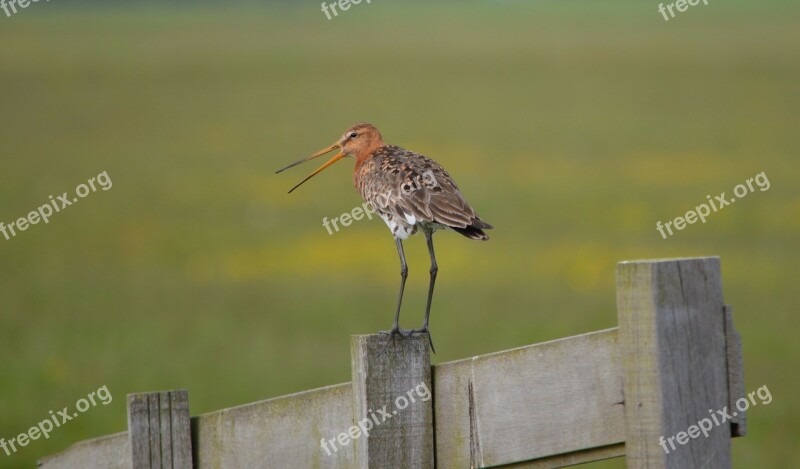 Godwit Pole Bird Nature Animal