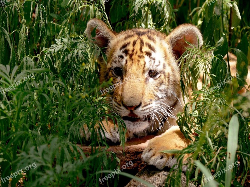 Tiger Cub Hiding Concealed Hideout