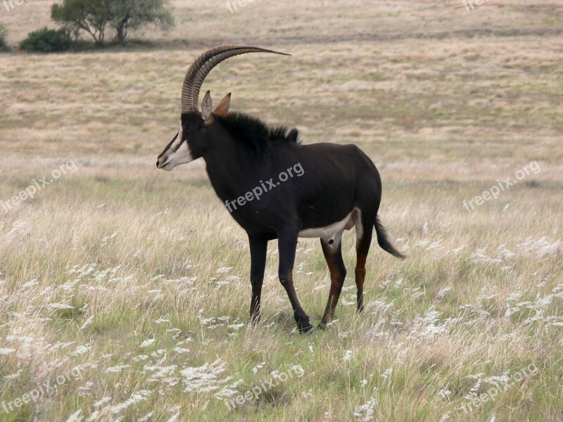 Sable Antelope Africa Wild Wildlife