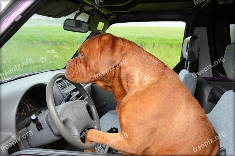 Dog Dogue De Bordeaux Pet Car Driving