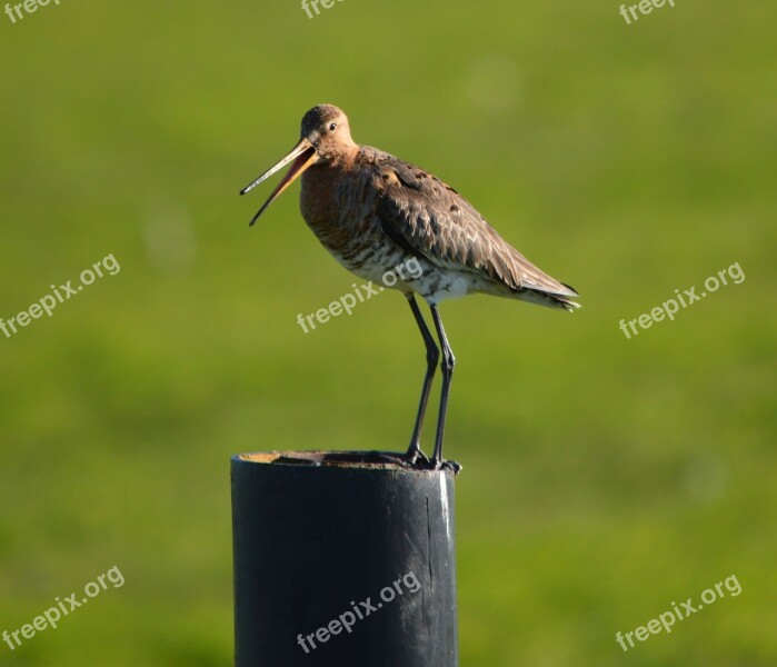 Godwit Bird Spring Nature Animal