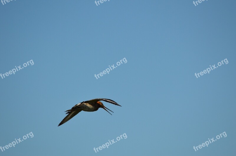 Godwit Bird Spring Nature Animal