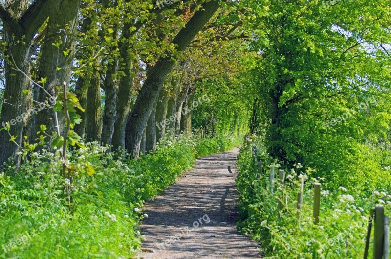 Scenic Route Way Nature Tree