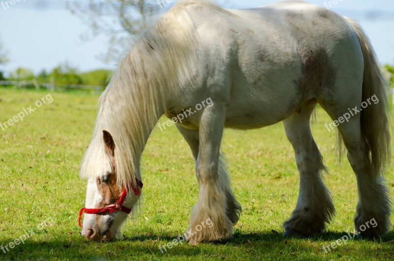 Meadow Graze Horse Mammal Green