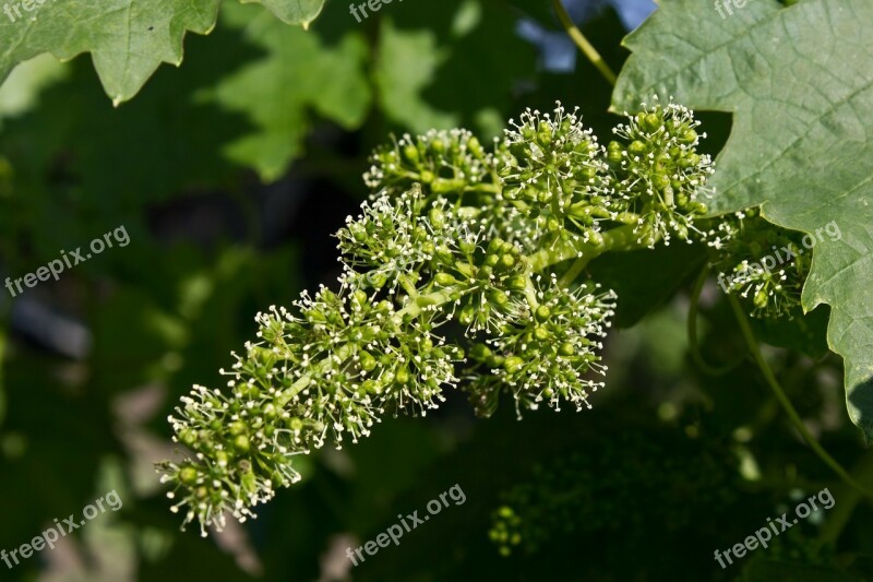 Grapes Flowers Wine Bunch Berry Vines