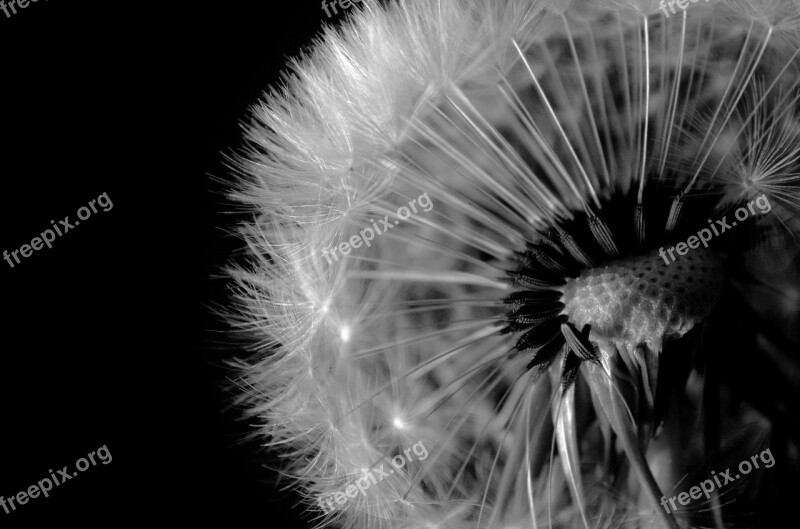 Black Seed Dandelion Close-up White