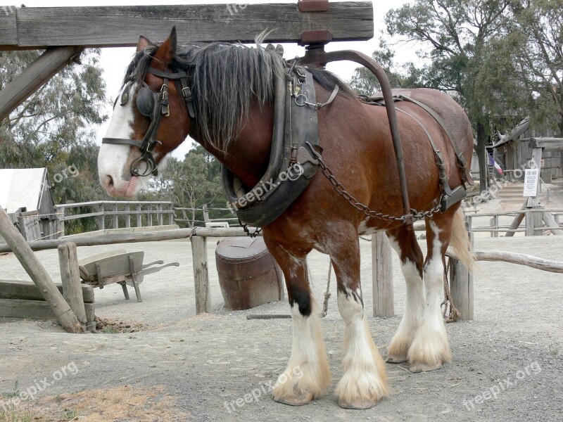 Chestnut Shire Horse Harness Equine Animal