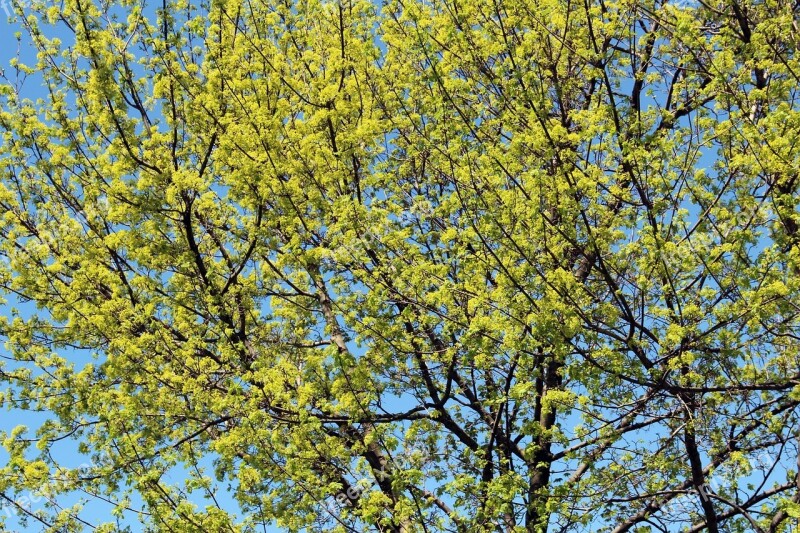 Maple Tree Bloom Blossoming Forest