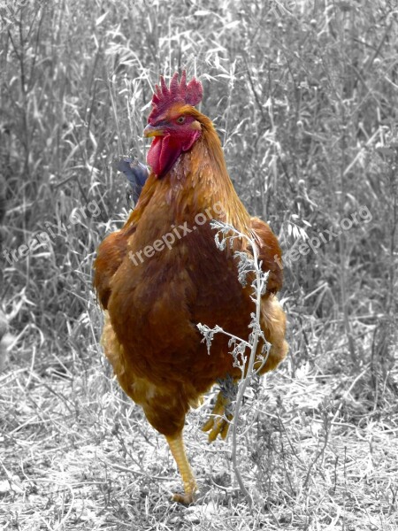 Bird Rooster Chicken Poultry Farm Thursday