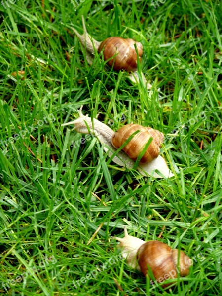 Snails Grass Animal Grapevine Snail Helix Pomatia