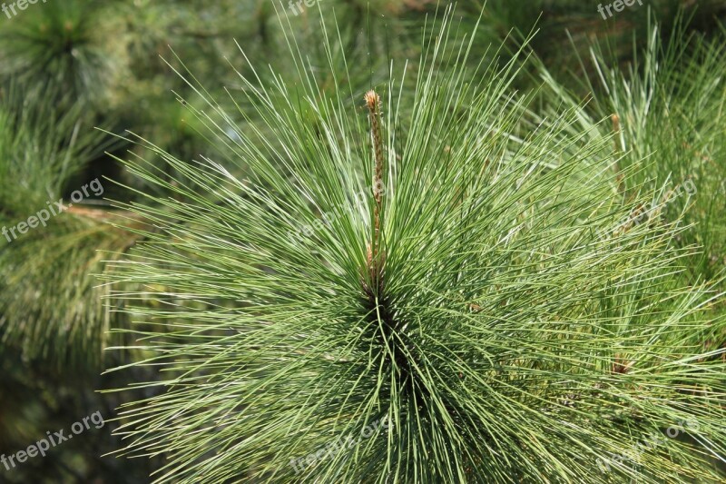 Pine Needles Pine Tree Tree Needles Pine