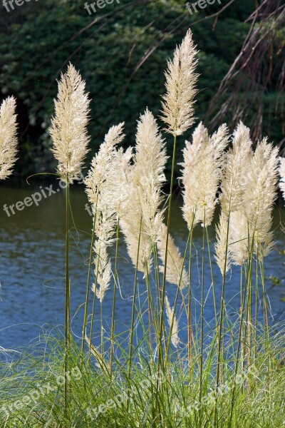 Pampas Grass Grass Pampas Close-up Feathery