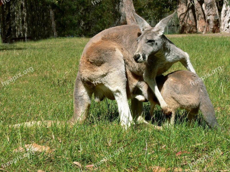 Kangaroo Joey Pouch Baby Sleepy