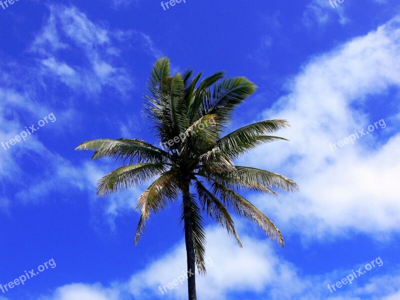 Palm Tree Brilliant Tropical Blue